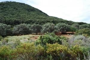 Oliveto vicino al Faraglione